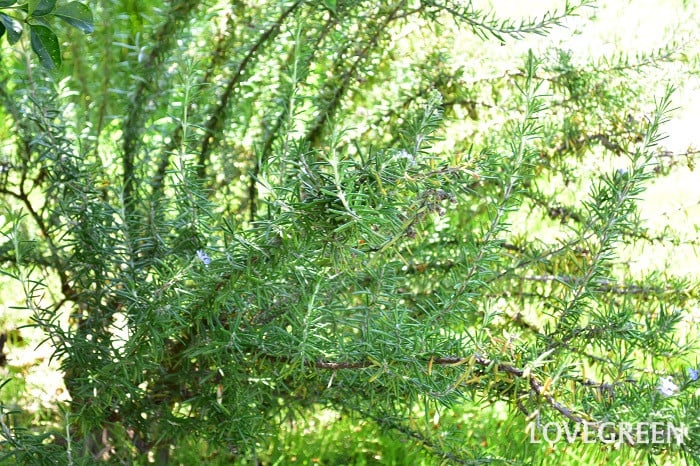 ローズマリー3 ローズマリー