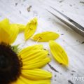ヒマワリの特徴｜花の仕組み