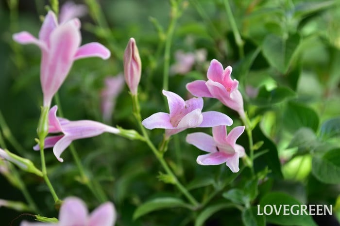 アシスタシア3 アシスタシア