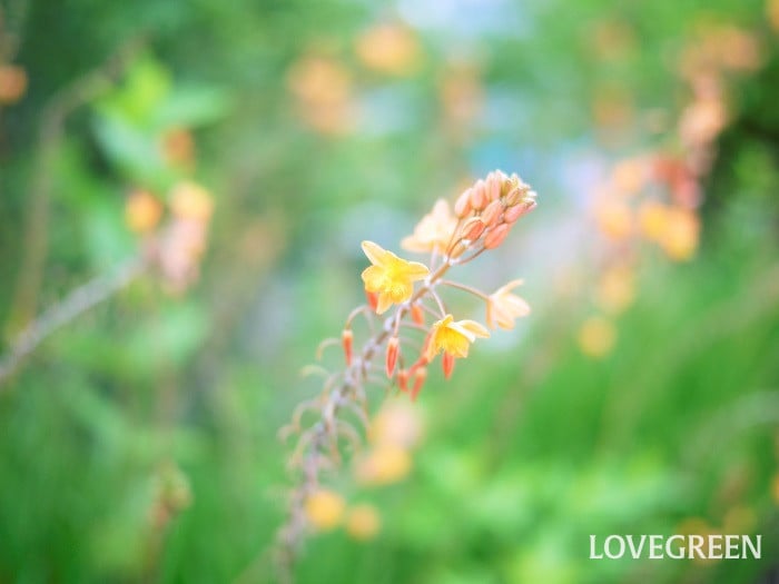 ドライガーデンとは？おすすめの乾燥に強い植物一覧 | LOVEGREEN(ラブ