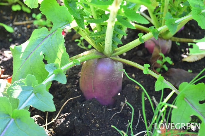 大根1 ダイコン(大根)