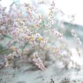 スターチスの花言葉