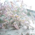 スターチスの花言葉