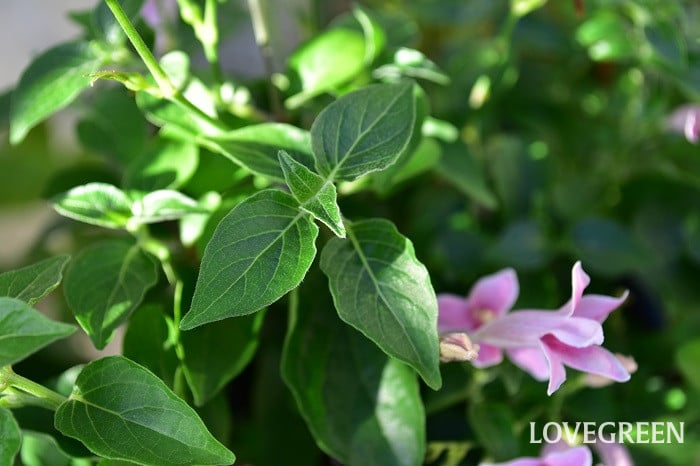 アシスタシア4 アシスタシア