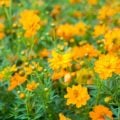 キバナコスモス　canva