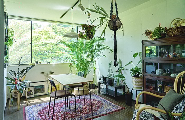 観葉植物　グリーンインテリア