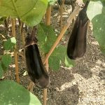 ナス　なす　更新剪定