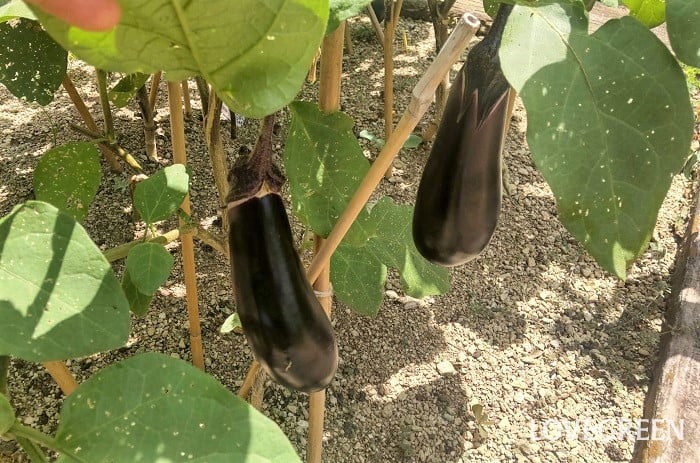 ナス なす 更新剪定 ナス なす 更新剪定 枯れそうなナスが復活 酷暑 水不足 肥料不足 水やり