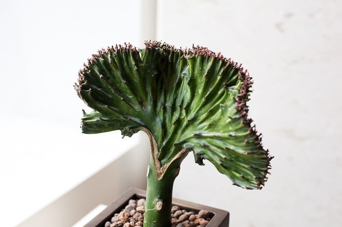 Adobe ユーフォルビア・マハラジャ