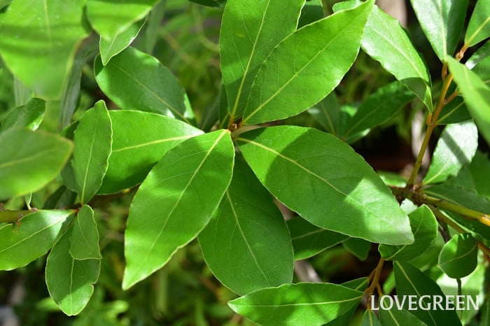 ローリエ2 月桂樹 ローリエ