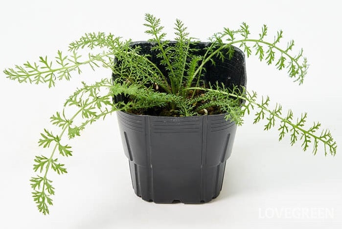 ヤロウ(セイヨウノコギリソウ) ヤロウ(セイヨウノコギリソウ)