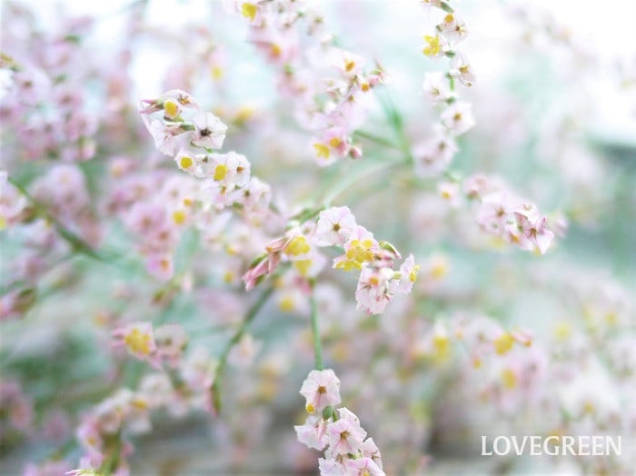 スターチス特徴小 スターチス