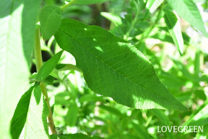 ブッドレア2 ブッドレア