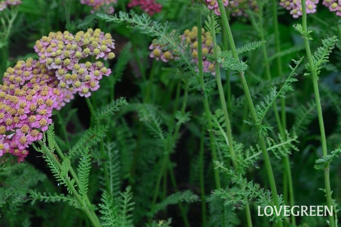 アキレア6 アキレア(セイヨウノコギリソウ)