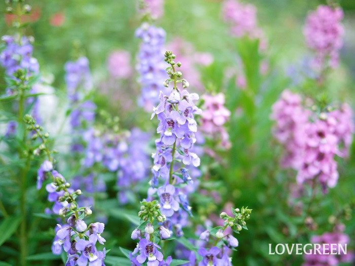 アンゲロニア小 開花期間が長い草花|春
