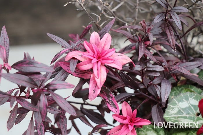 キンギョソウ キンギョソウ 銅葉