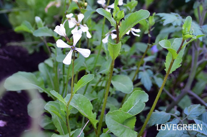 ルッコラ1 ルッコラ