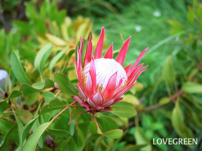 キングプロテア小 キングプロテア