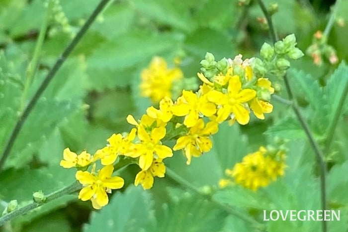 キンミズヒキ2 キンミズヒキ