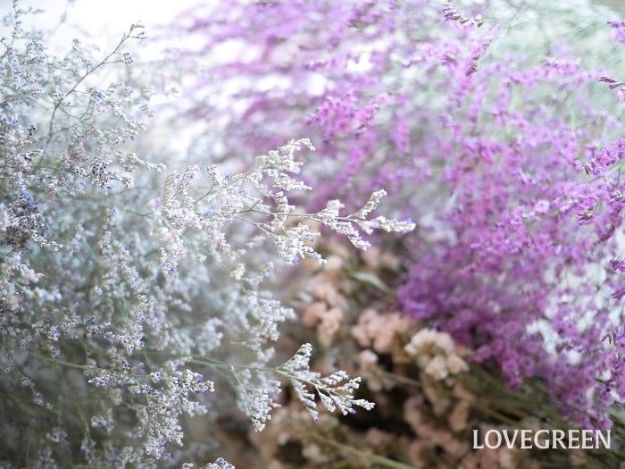 スターチス(リモニウム)