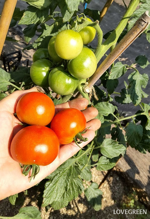 中玉トマト　収穫