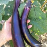 ナス　なす　更新剪定