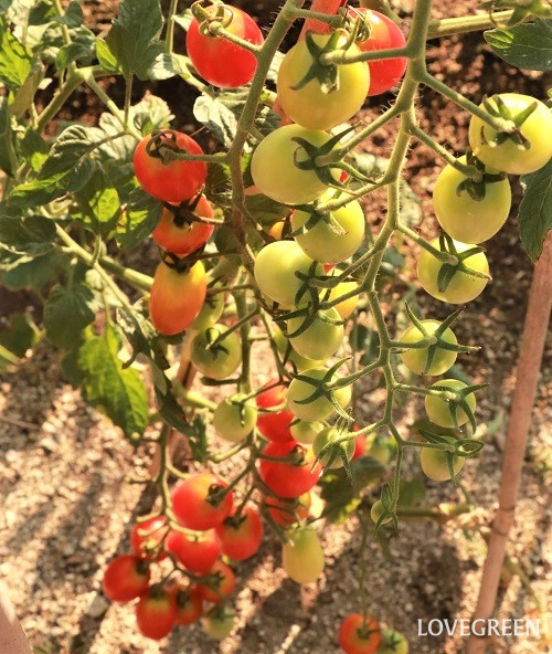 ミニトマト　収穫　アイコ