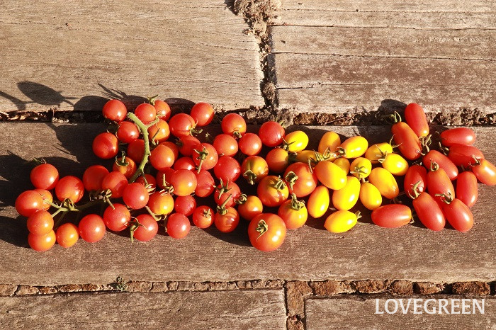 ミニトマト　収穫　アイコ　イエローアイコ　フルティカ　サンチェリー　