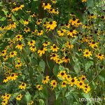 IMG_6524-150x150.jpg?v=1692078652