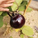 ナス　なす　更新剪定