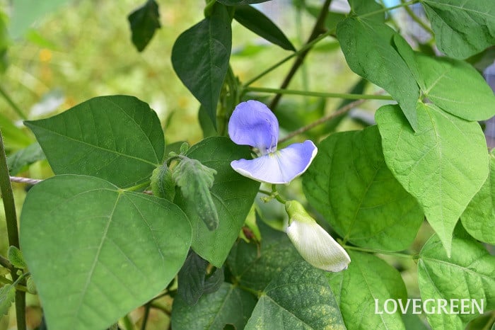 シカクマメ3 四角豆(シカクマメ)