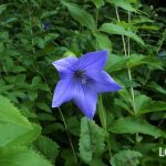 キキョウ（桔梗）とは？育て方、花言葉、季節、英名まで