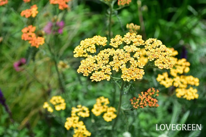 アキレア1 アキレア