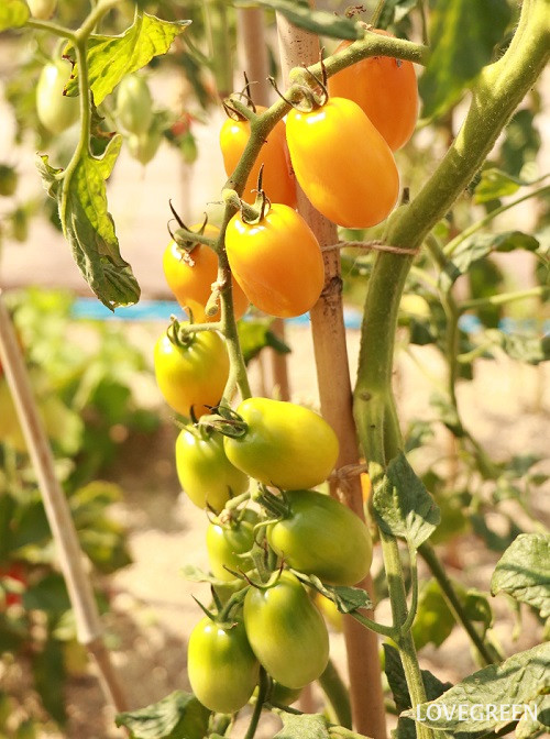 ミニトマト　収穫　イエローアイコ