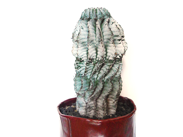 ユーフォルビア・ホリダの育て方・栽培方法 | LOVEGREEN(ラブ