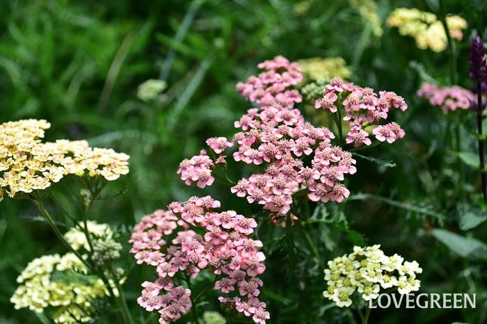 アキレア2 アキレア