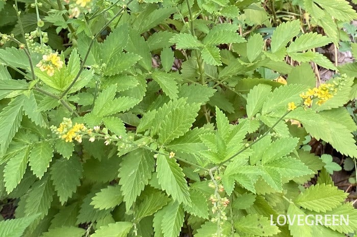 キンミズヒキ3 キンミズヒキ