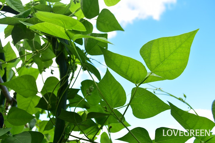 シカクマメ1 四角豆(シカクマメ)