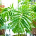 観葉植物種類一覧|インテリアにおすすめ!おしゃれなものや育てやすい種類