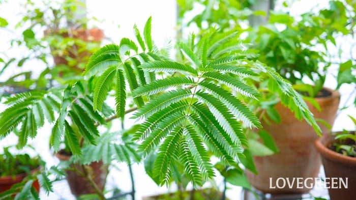 寒さに強い観葉植物15種。冬の管理方法やコツと注意点