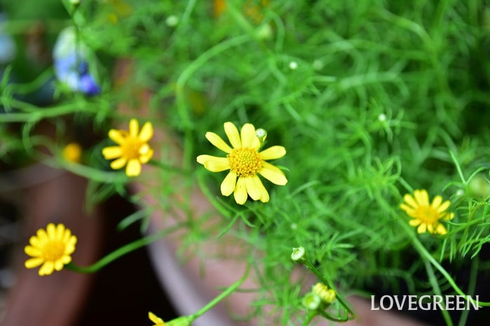 ダールベルグデージー ダールベルグデージー