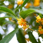 金木犀（キンモクセイ）とは？花言葉、香り、時期、英語、名前の由来