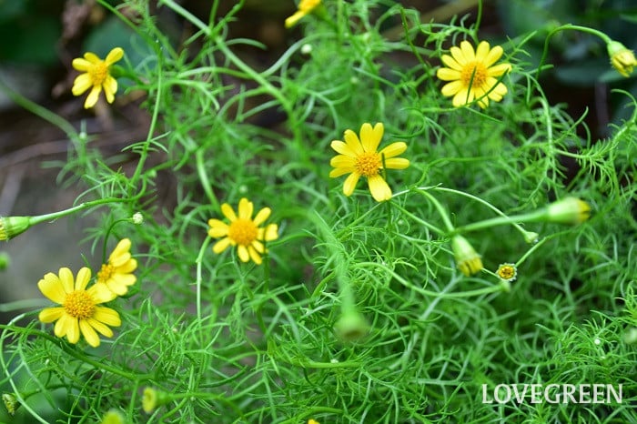 ダールベルグデージー5 ダールベルグデージー