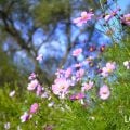 秋に咲く花一覧。日本の秋を彩る花たちを51種紹介