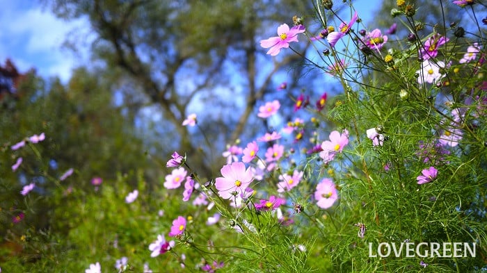 秋に咲く花一覧。日本の秋を彩る花たちを51種紹介