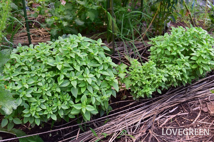 ブッシュバジル ブッシュバジル