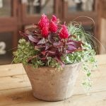 秋の寄せ植え21選|センスのいいおすすめの組み合わせ方