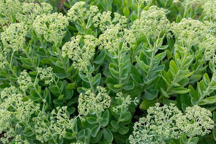 Hylotelephium telephium in the garden