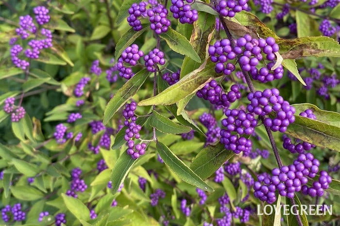 IMG_2928 ムラサキシキブ