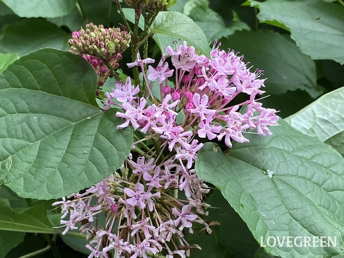 ボタンクサギ ボタンクサギ